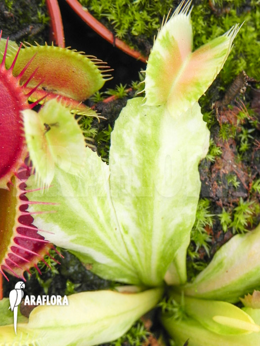 Dionaea muscipula ‚Green snow‘