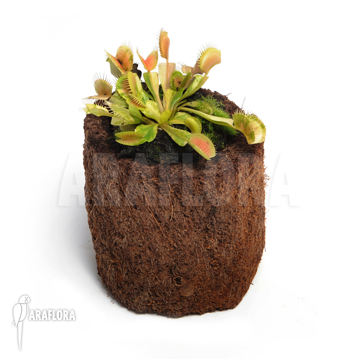 Dionaea muscipula ‚Green snow‘