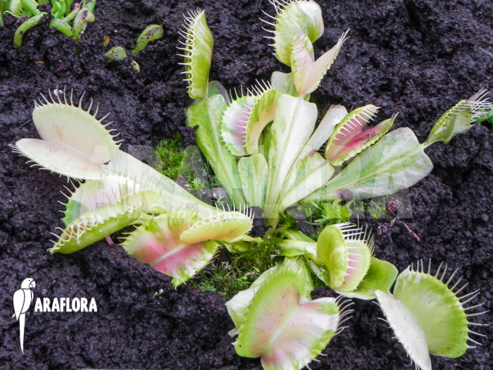 Dionaea muscipula ‚Green snow‘
