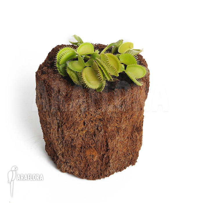 Dionaea muscipula ‚Green voodoo‘