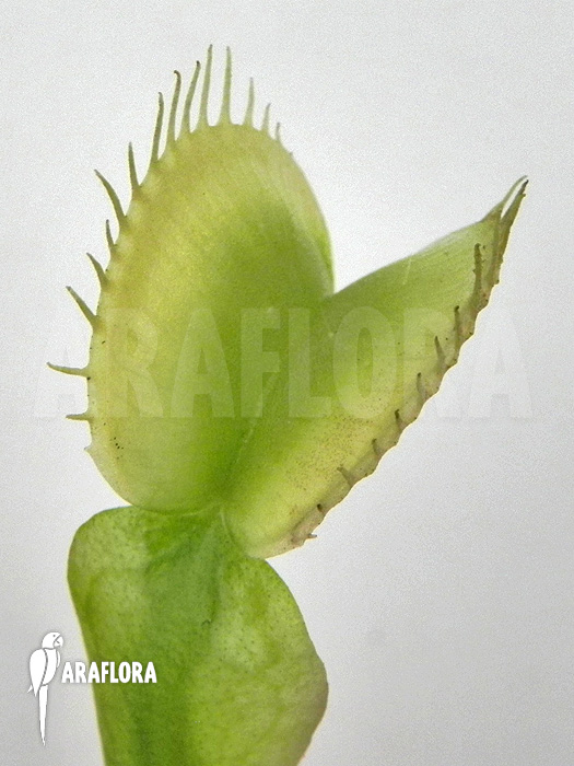 Dionaea muscipula ‚Green white‘