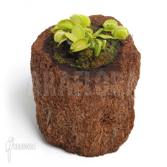 Dionaea muscipula ‚Green wizard‘