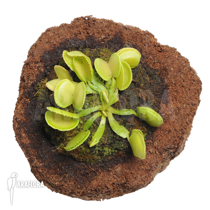 Dionaea muscipula ‚Green wizard‘