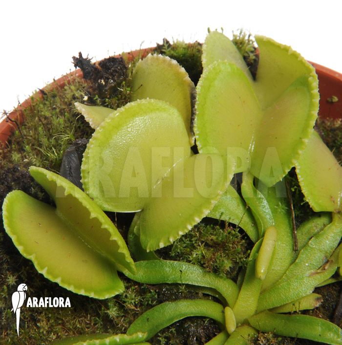 Dionaea muscipula ‚Green wizard‘
