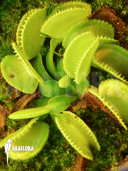 Dionaea muscipula ‚Green wizard‘ ‚Starter‘