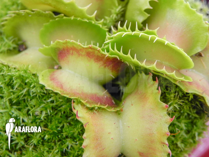 Dionaea muscipula ‚Gwenny‘