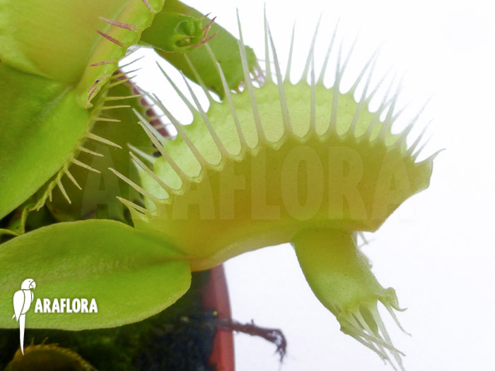 Dionaea muscipula ‚Hammerhead Shark‘