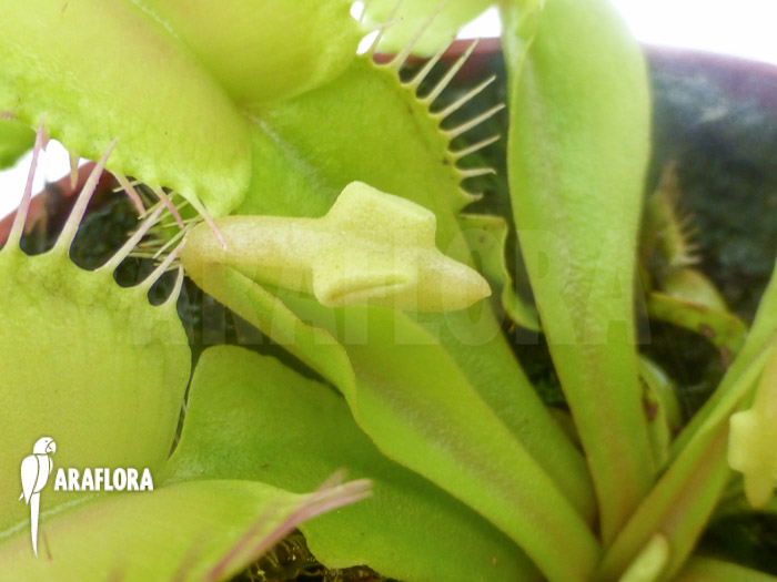 Dionaea muscipula ‚Hammerhead Shark‘