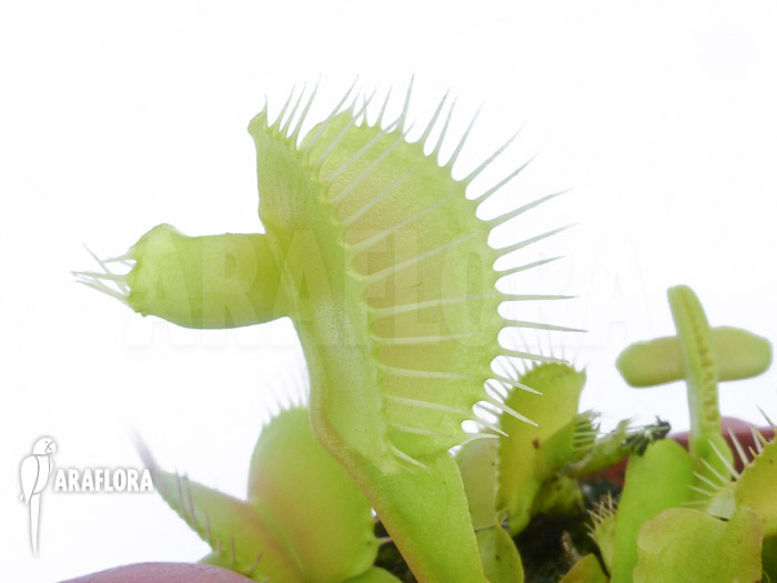 Dionaea muscipula ‚Hammerhead Shark‘