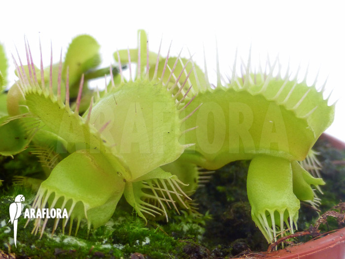 Dionaea muscipula ‚Hammerhead Shark‘