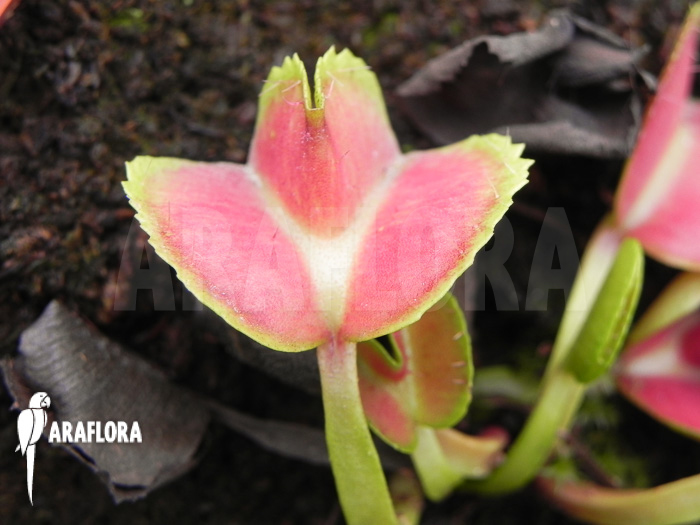 Dionaea muscipula ‚Heartbreaker‘