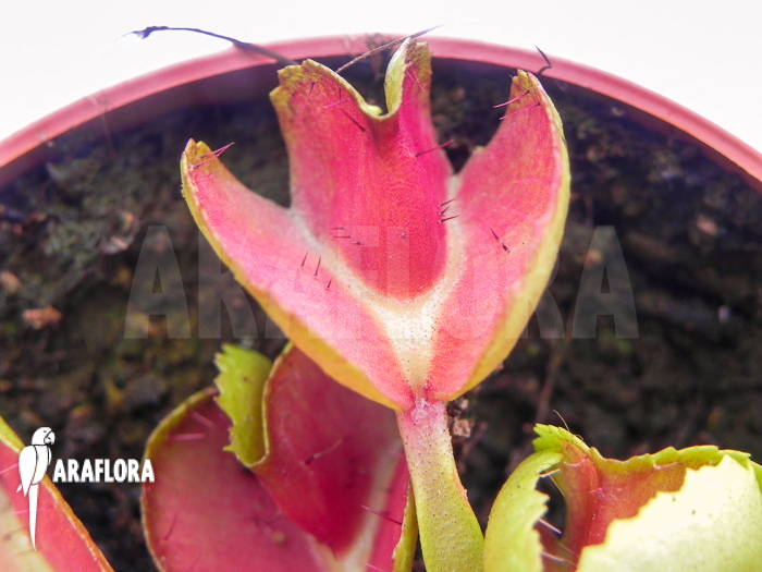 Dionaea muscipula ‚Heartbreaker‘