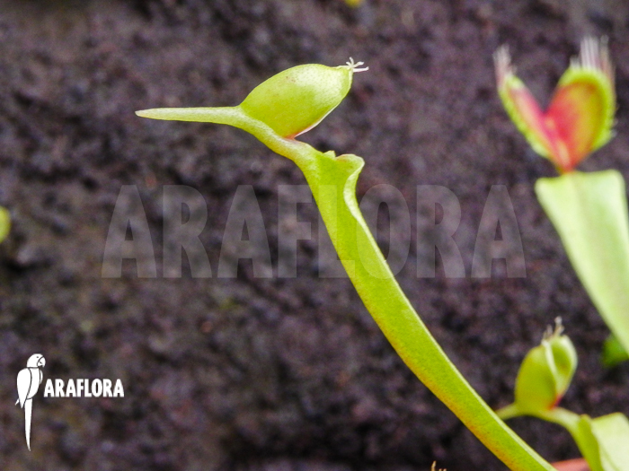 Dionaea muscipula Helmet