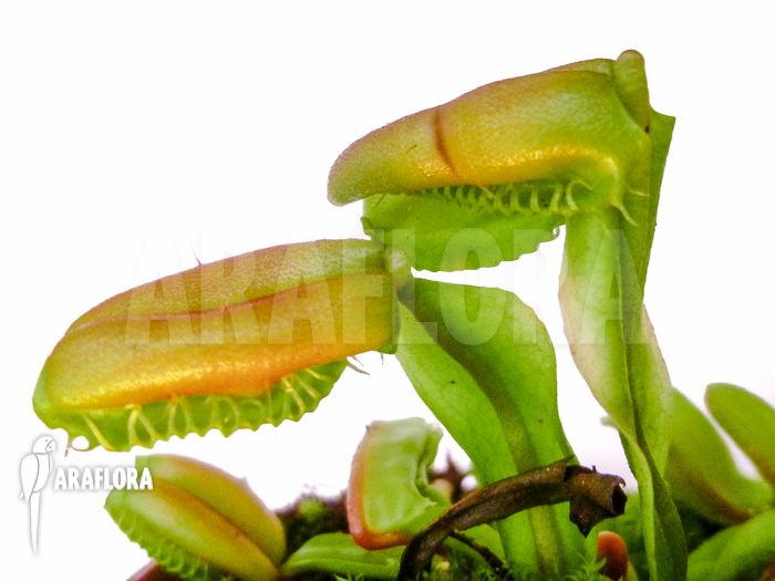 Dionaea muscipula ‚Hot kiss‘