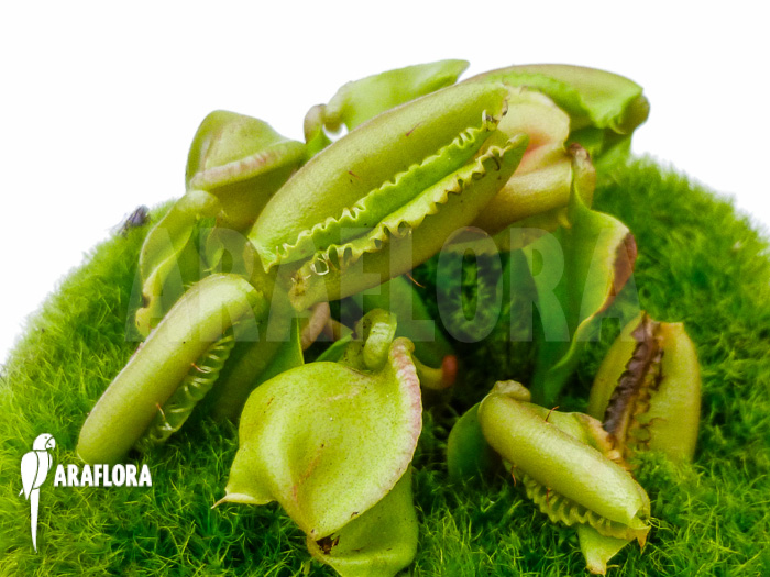 Dionaea muscipula ‚Hot kiss‘