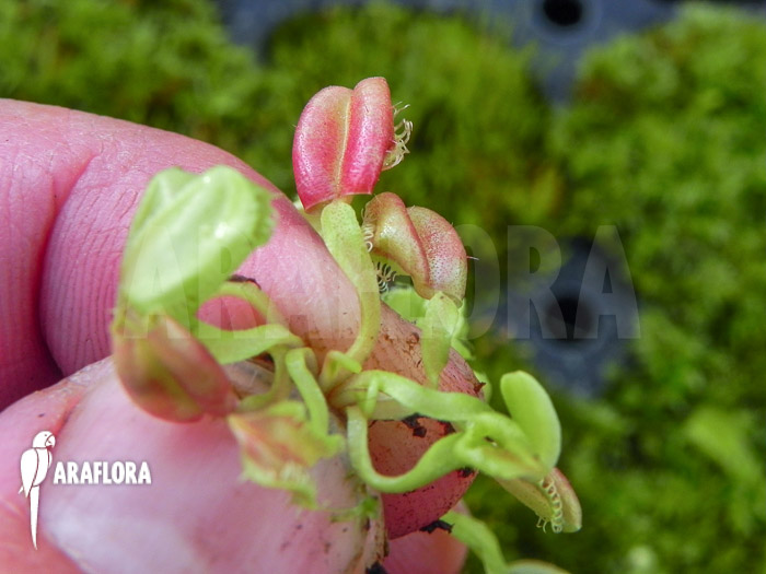 Dionaea muscipula ‚Hot kiss‘ ‚Starter‘