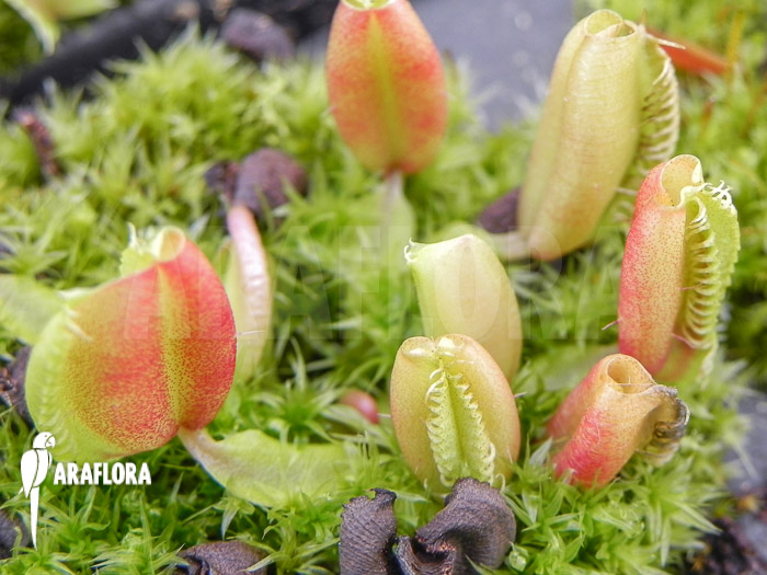 Dionaea muscipula ‚Hot kiss‘ ‚Starter‘