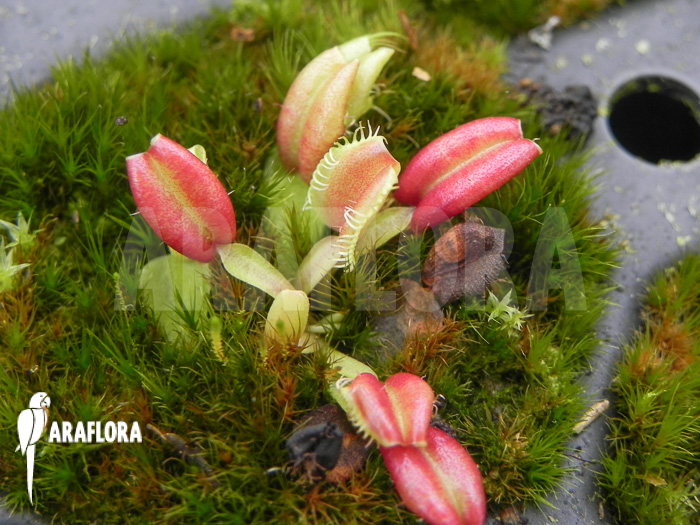 Dionaea muscipula ‚Hot kiss‘ ‚Starter‘