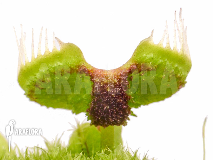 Dionaea muscipula ‚Intrudor‘