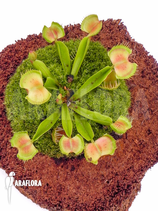 Dionaea muscipula ‚Intrudor‘
