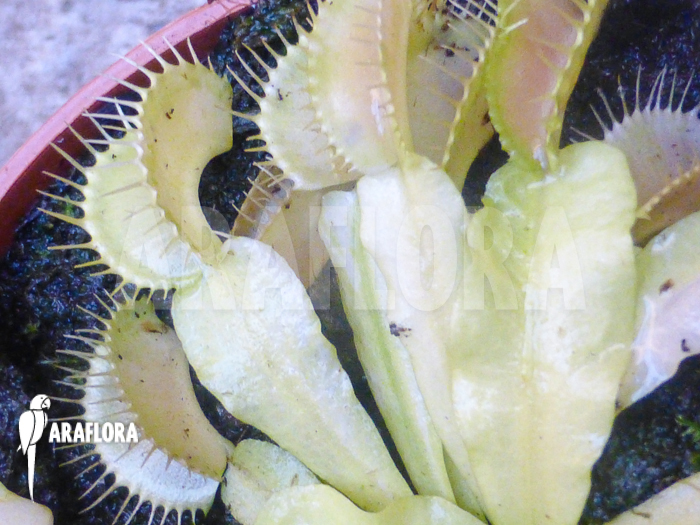 Dionaea muscipula Ivory