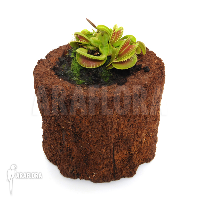 Dionaea muscipula ‚Jaws Smiley‘