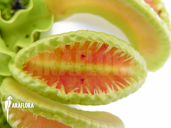 Dionaea muscipula ‚Jaws double smiley‘