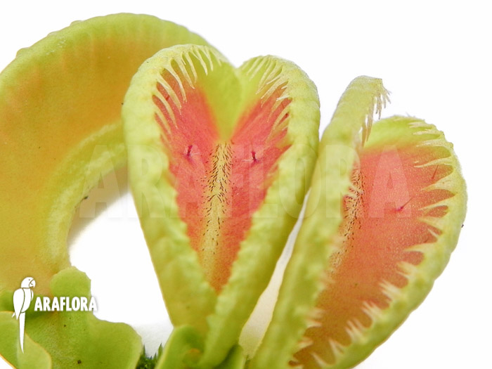 Dionaea muscipula ‚Jaws double smiley‘