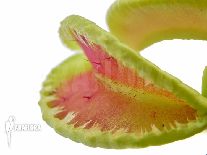Dionaea muscipula ‚Jaws double smiley‘