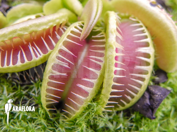 Dionaea muscipula ‚Jaws smiley crested‘
