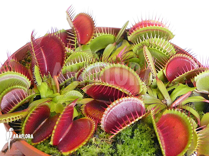 Dionaea muscipula ‚Jumbo‘ ‚XL‘