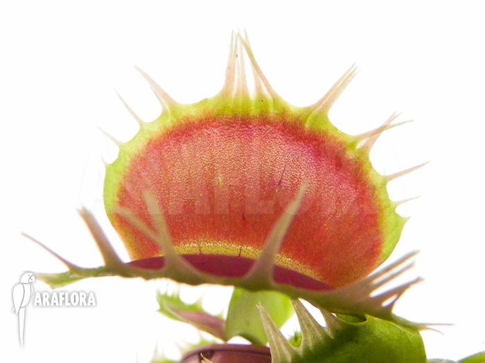 Dionaea muscipula King Kong