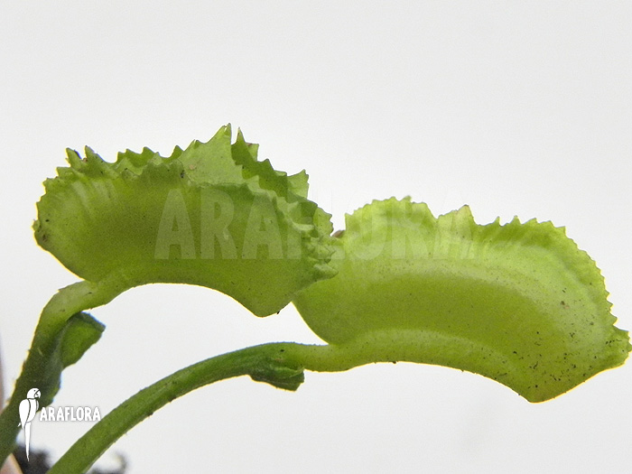 Dionaea muscipula ‚Kinky Wave‘