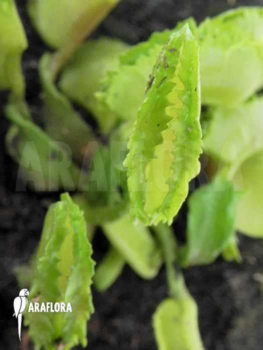 Dionaea muscipula ‚Kinky Wave‘