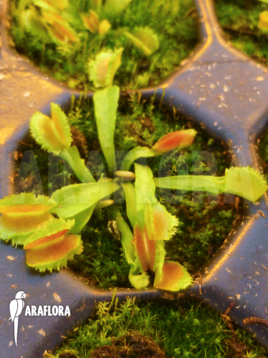 Dionaea muscipula ‚Kinky Wave‘ ‚Starter‘