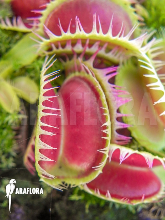 Dionaea muscipula ‚Korrigans‘ Starter