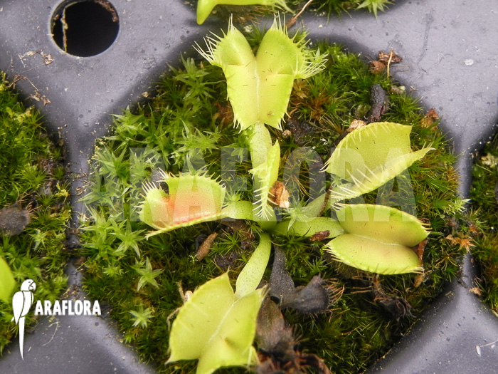 Dionaea muscipula Kubus trap Starter
