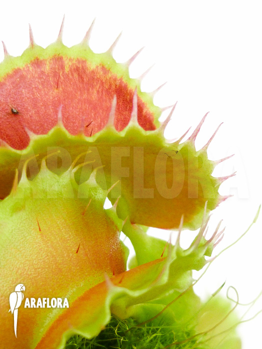 Dionaea muscipula Kuga