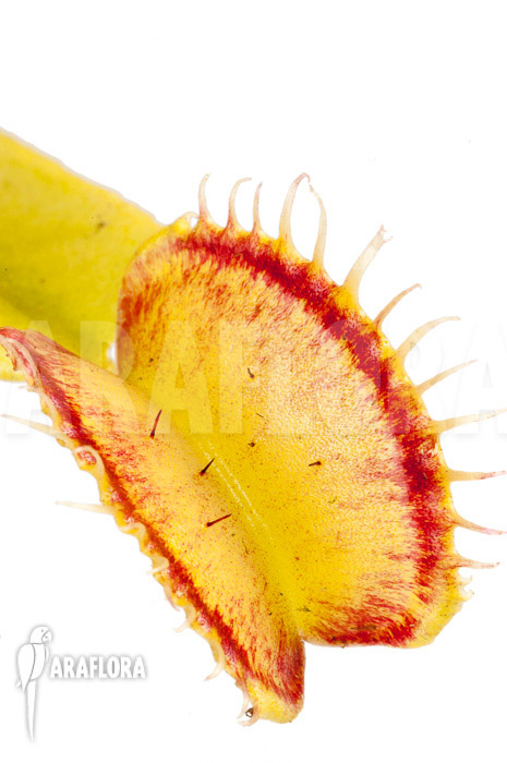 Dionaea muscipula ‚Linda‘