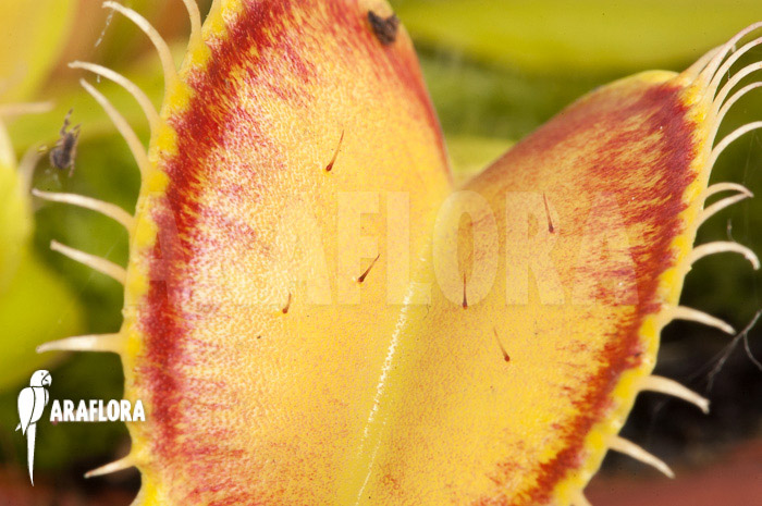 Dionaea muscipula ‚Linda‘