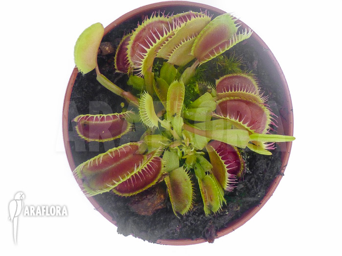 Dionaea muscipula ‚Louchapates‘