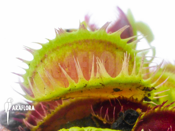 Dionaea muscipula ‚Louchapates‘