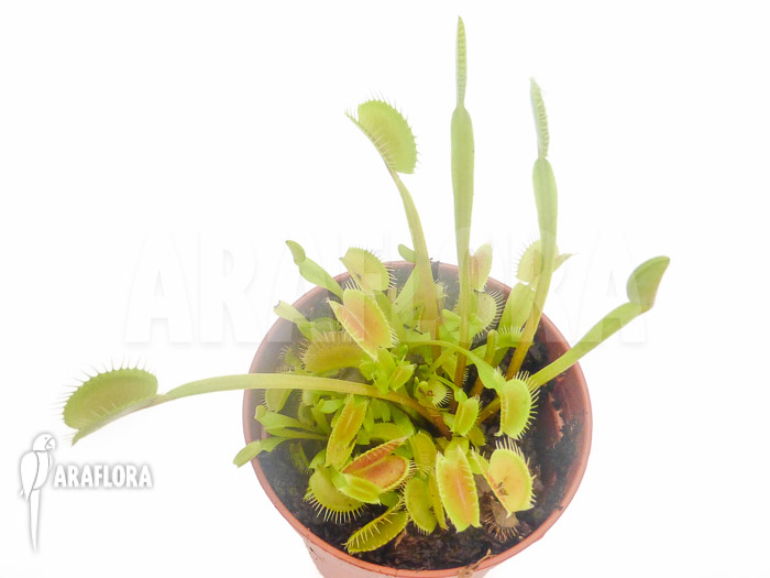 Dionaea muscipula ‚Low giant‘