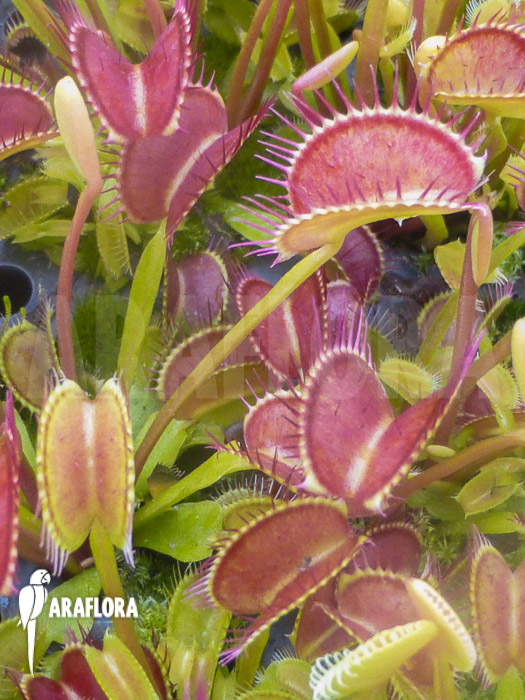 Dionaea muscipula ‚Low giant‘
