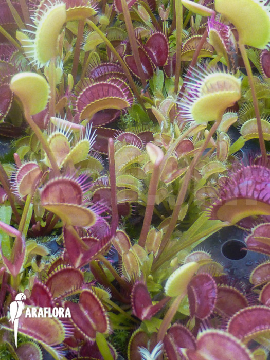 Dionaea muscipula ‚Low giant‘