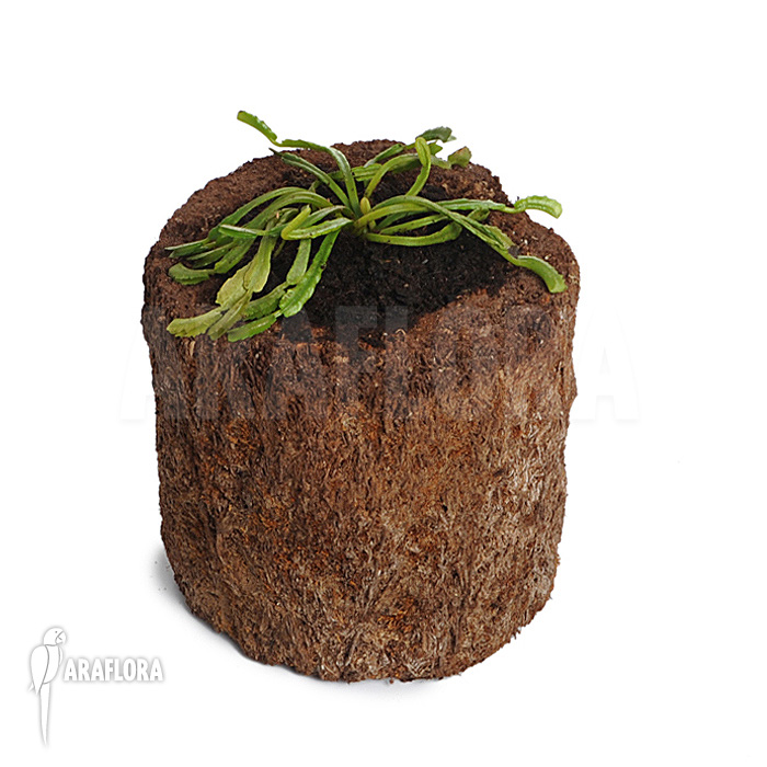 Dionaea muscipula ‚Mars‘