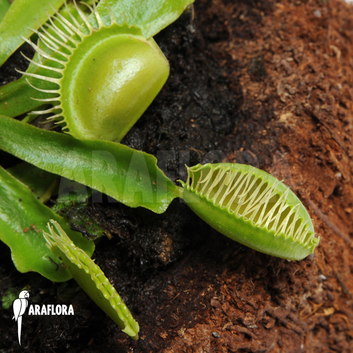 Dionaea muscipula ‚Moon trap‘