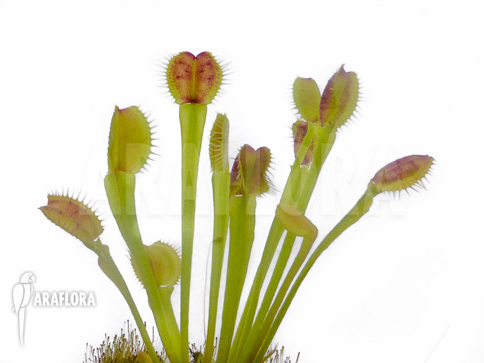 Dionaea muscipula ‚New Monkey‘