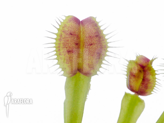 Dionaea muscipula ‚New Monkey‘