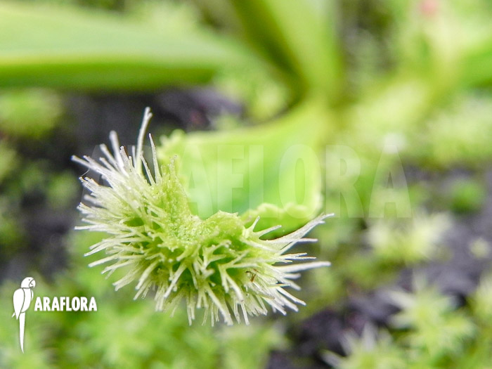 Dionaea muscipula ‚New Pom Pom‘